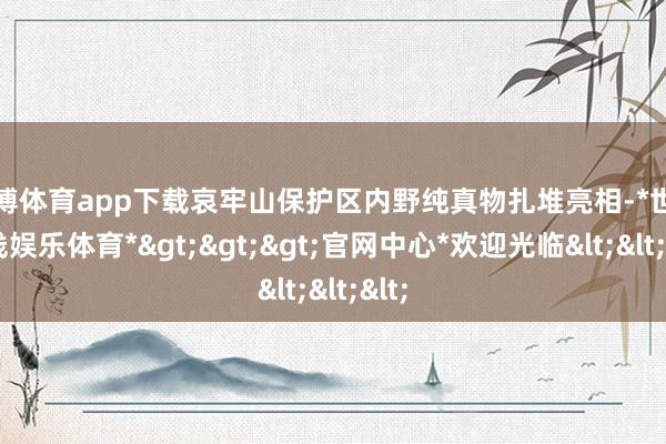 世博体育app下载哀牢山保护区内野纯真物扎堆亮相-*世博在线娱乐体育*>>>官网中心*欢迎光临<<<